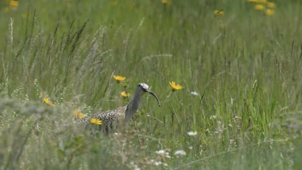 Bird in grasses and flowers
